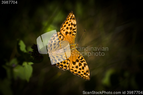 Image of long wing