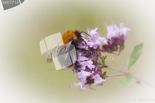 Image of bumble bee