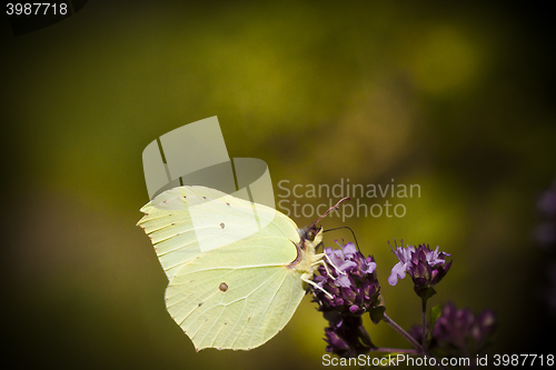 Image of brimstone butterfly