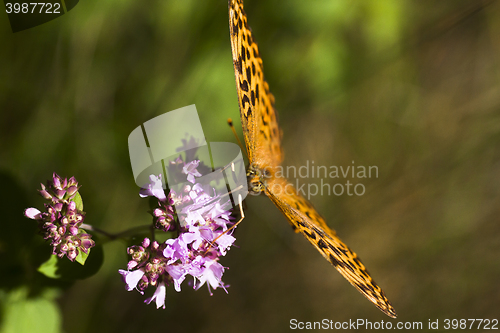 Image of longwing