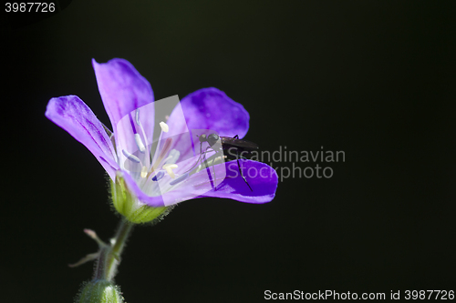 Image of woodland cranesbill