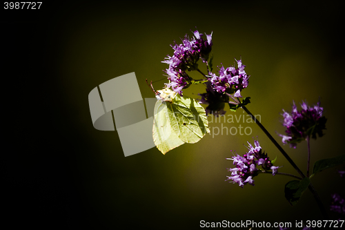 Image of brimstone