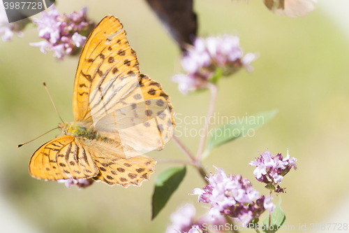 Image of longwing