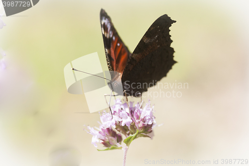 Image of peacock butterfly