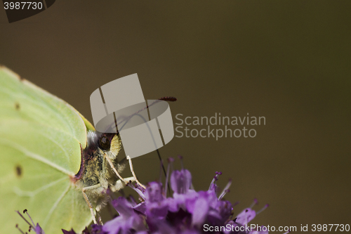 Image of brimstone butterfly