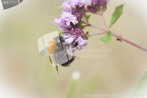 Image of bumble bee