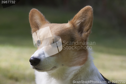 Image of dog