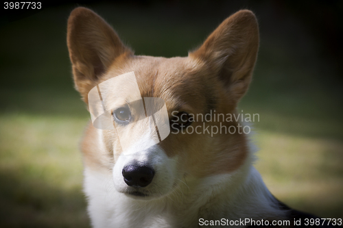 Image of dog head