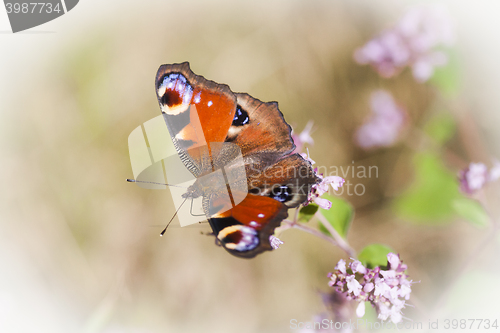 Image of peacock butterfly