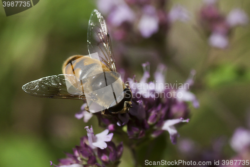 Image of hover fly