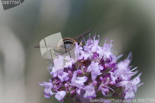 Image of fly