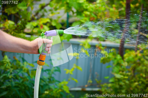 Image of Working watering garden from hose