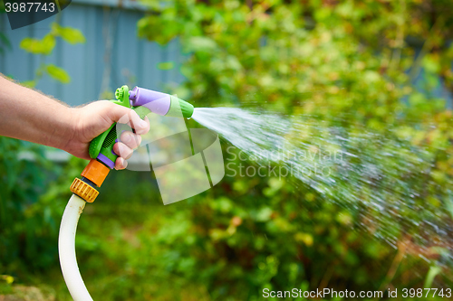 Image of Working watering garden from hose