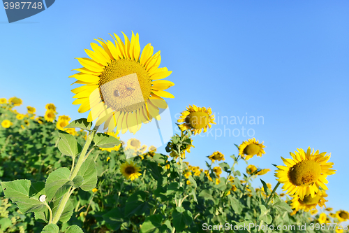 Image of sunflower field