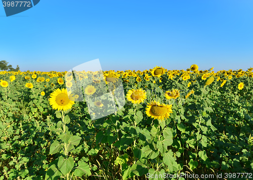 Image of sunflower field
