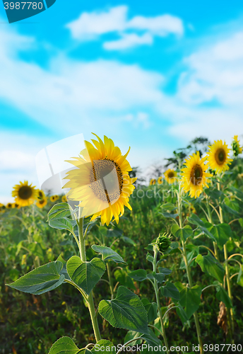 Image of sunflower field