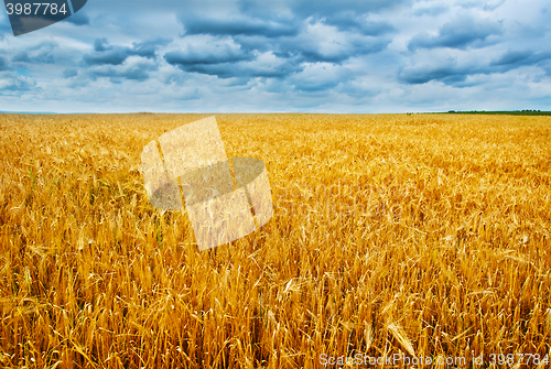 Image of wheat