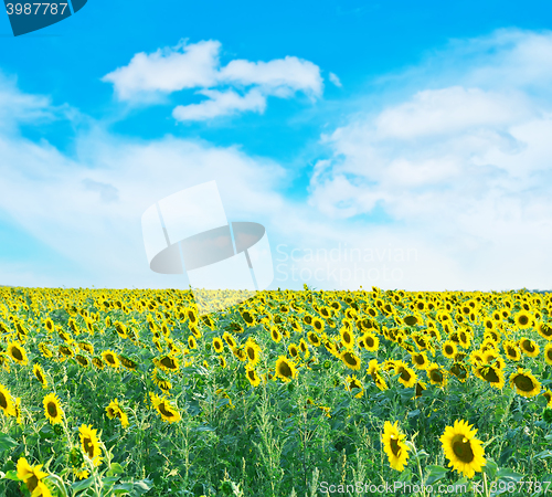 Image of sunflower field