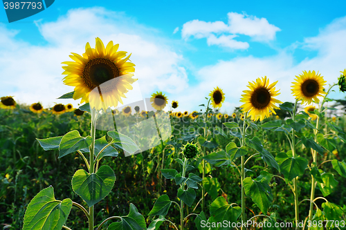 Image of sunflower field