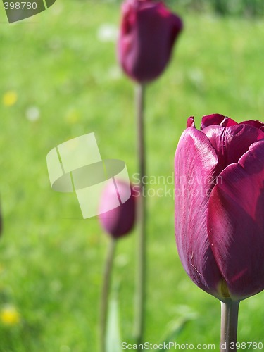 Image of Purple tulip