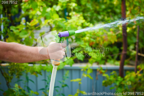 Image of Working watering garden from hose