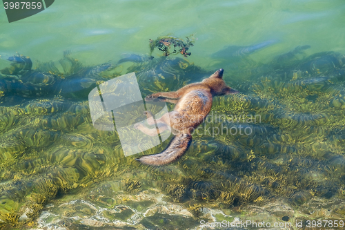 Image of dead fox in the sea