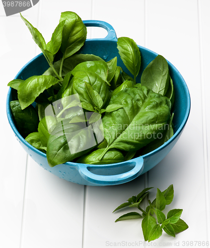 Image of Fresh Basil Leafs