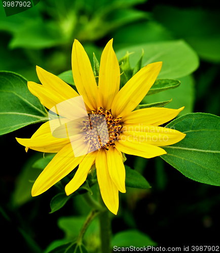 Image of Small Sunflower with Leafs