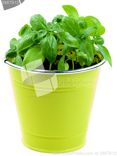 Image of Fresh Green Basil