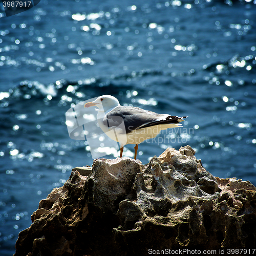 Image of Seagull on Crag