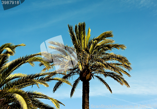 Image of Palm Trees on Blue Sky