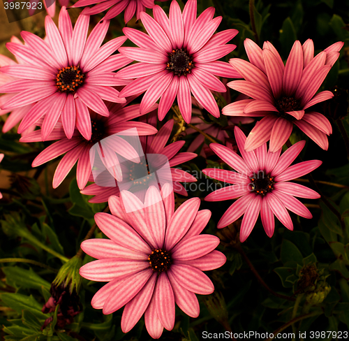 Image of Garden Daisy Flowers