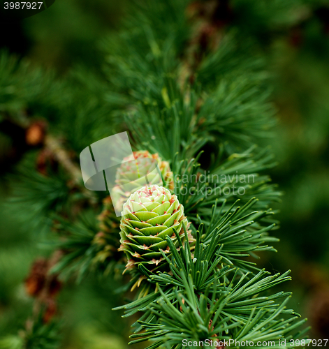 Image of Young Sprouts Green Cones