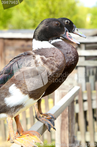 Image of Beautiful two brown duck bird in nature