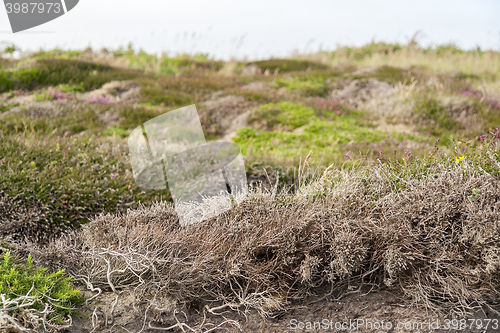 Image of colorful heath vegetation