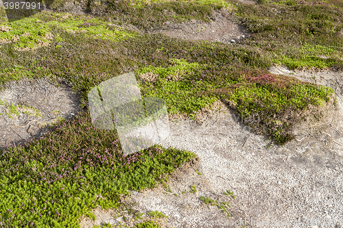 Image of colorful heath vegetation