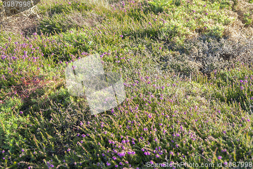 Image of colorful heath vegetation