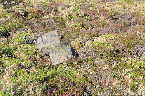 Image of colorful heath vegetation