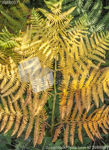 Image of colorful fern leaf