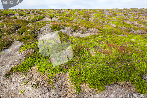 Image of colorful heath vegetation
