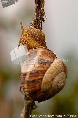 Image of Snail