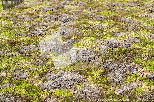 Image of colorful heath vegetation