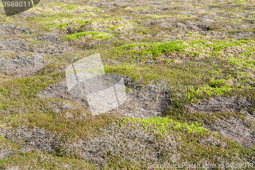 Image of colorful heath vegetation