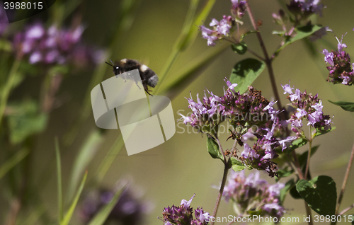 Image of bumble bee in flight