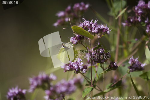 Image of brimstone