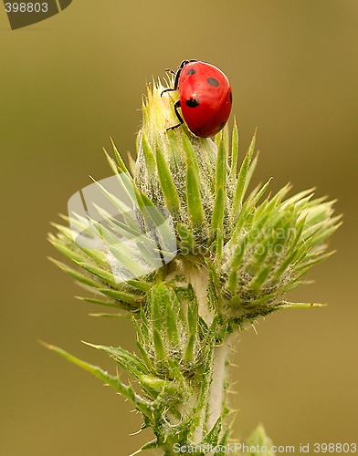 Image of Ladybird