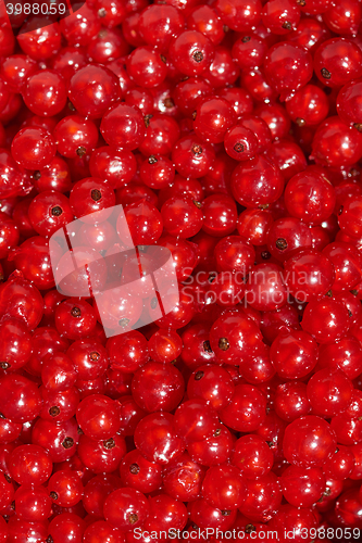 Image of Top view of ripe red currant