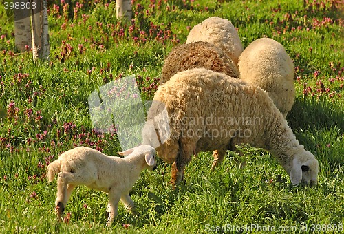 Image of Sheeps