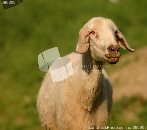 Image of Sheep