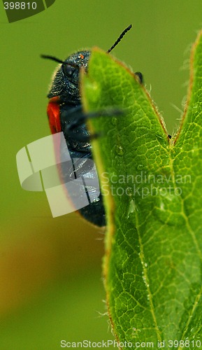 Image of Bug